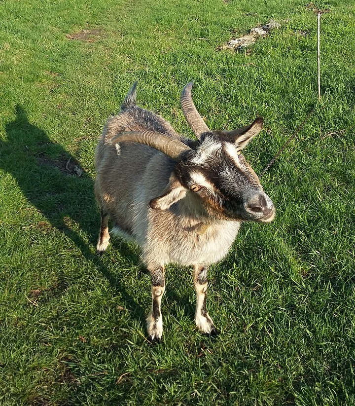 козочка