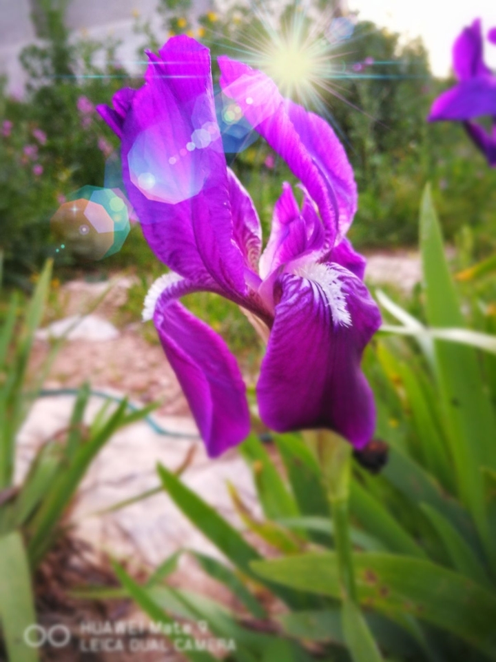 mate9