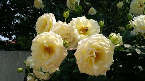 my garden