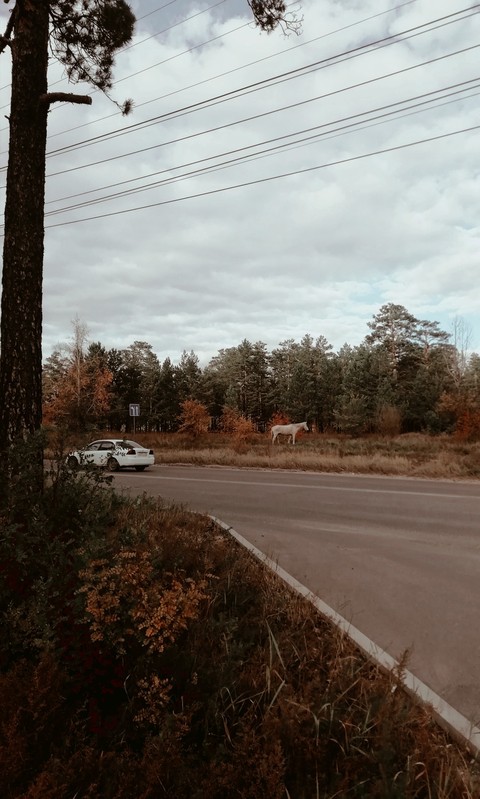 Autumn forest