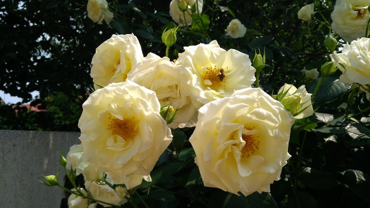 my garden