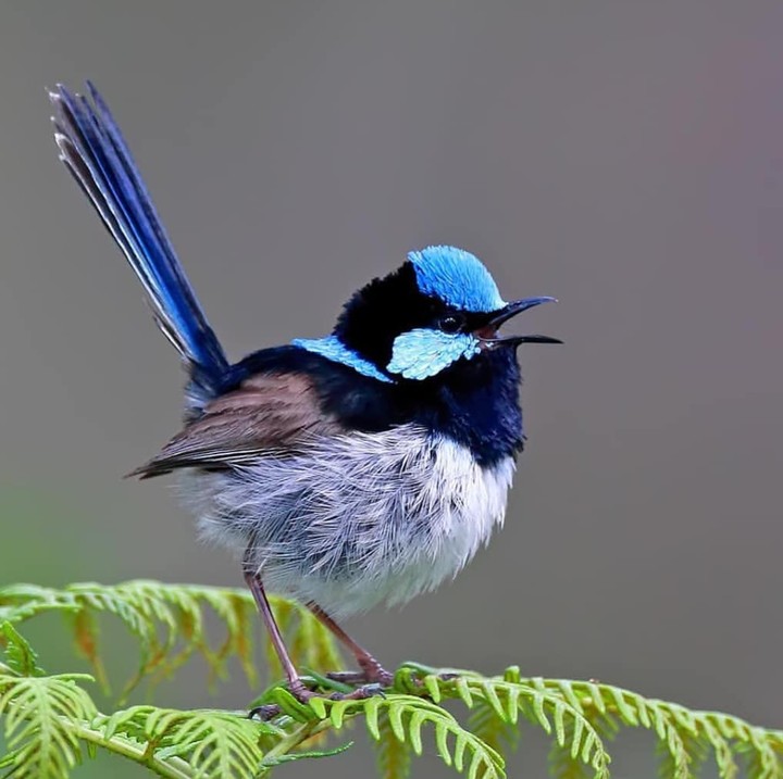Fairy wren