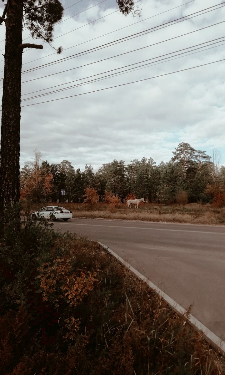 Autumn forest
