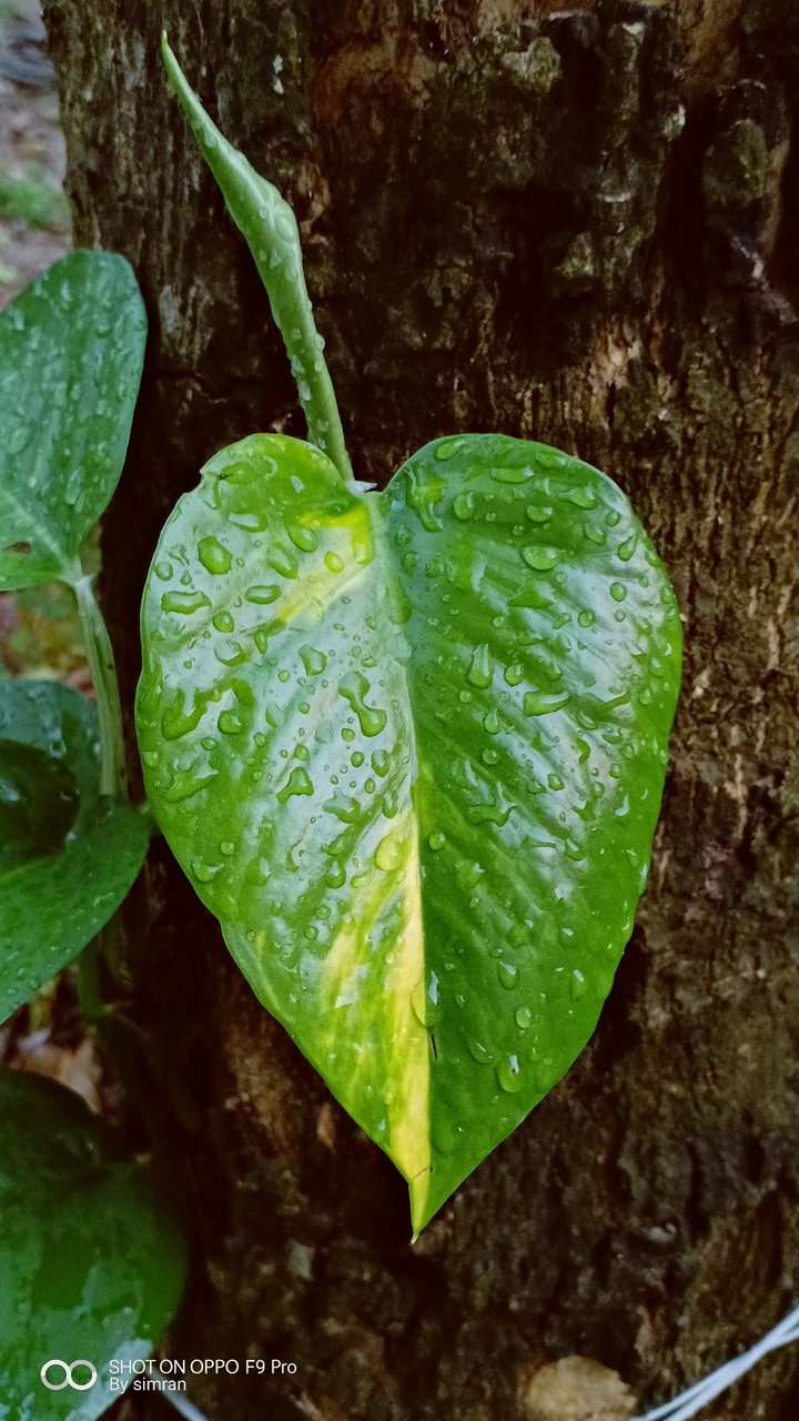 plant