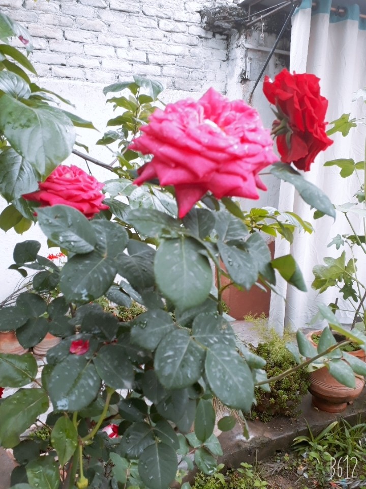 red and pink rose