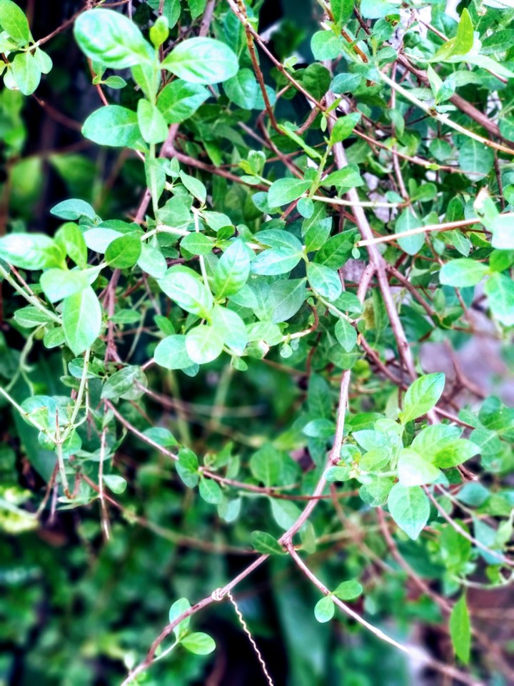 leaf