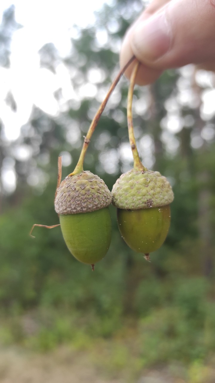 acorn
