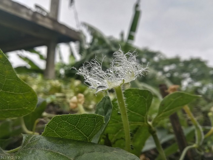 hairy flower