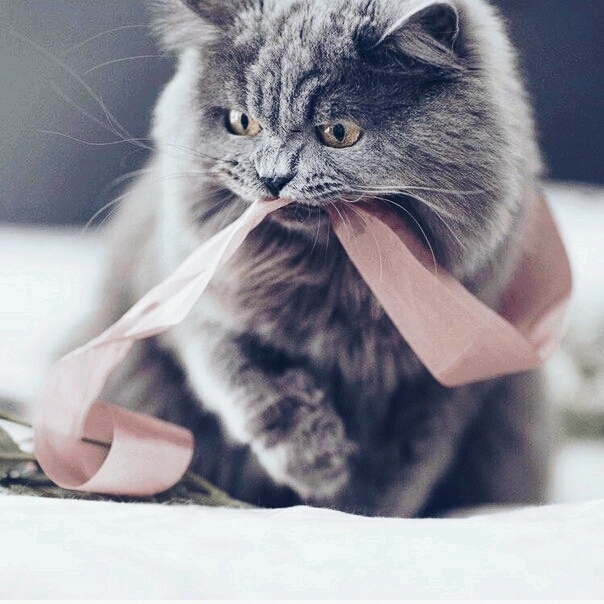 ? catty
