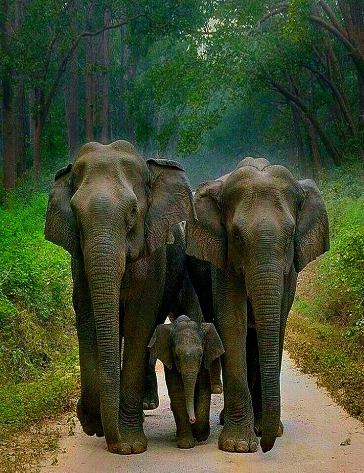 Asian Elephants Keeping Baby Safe
