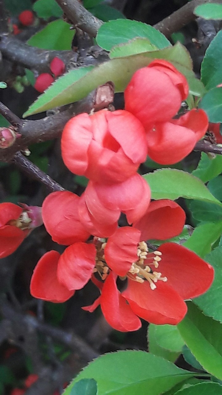 Rote Blüten
