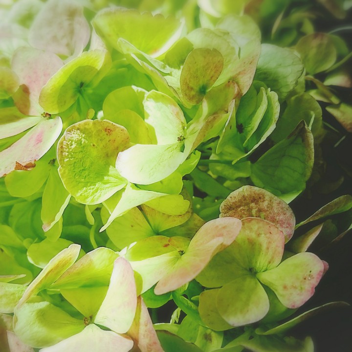 ajisai/紫陽花