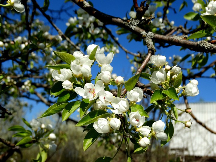 pear