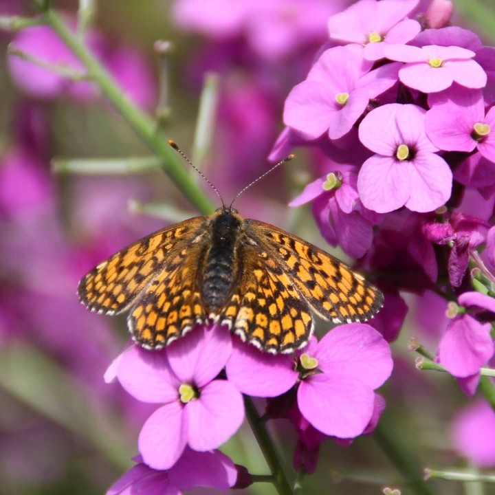 butterfly