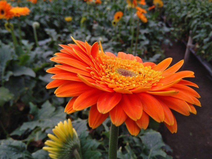 Orange Gerberas