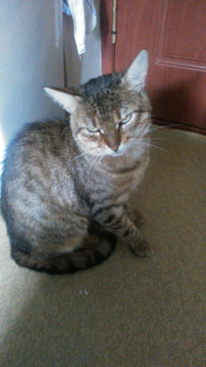 Кот