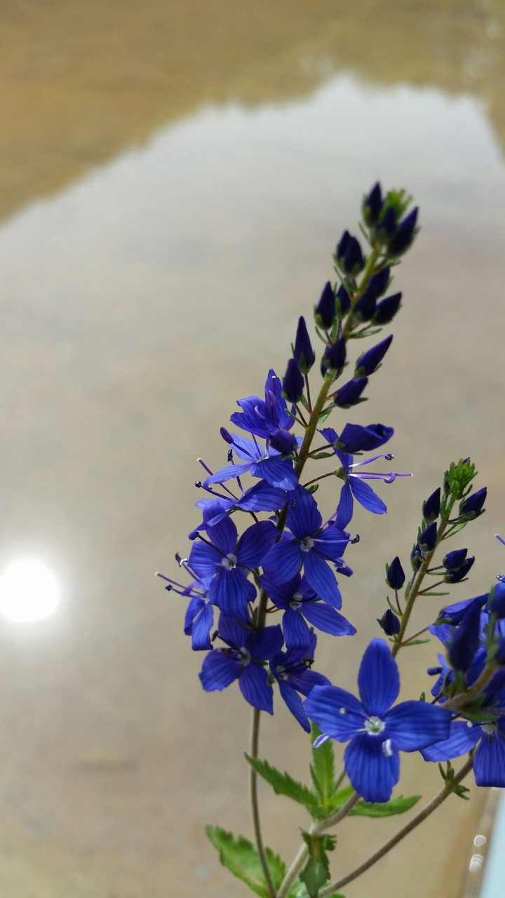 Viola flowers