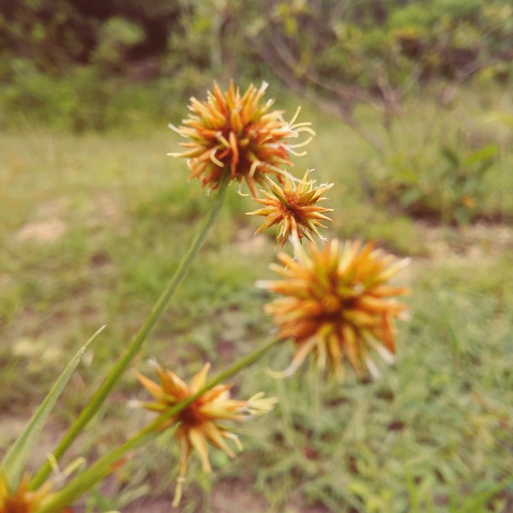 flor