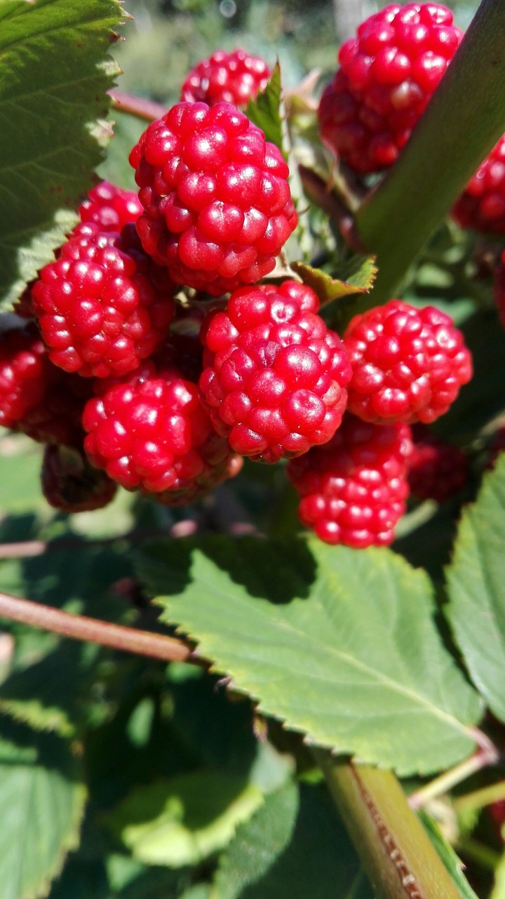 blackberry©