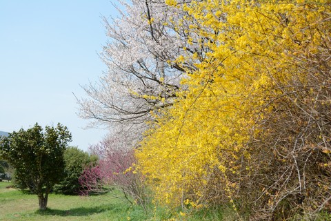 Spring