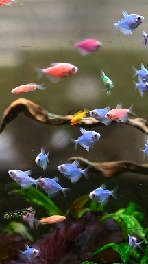 Nature