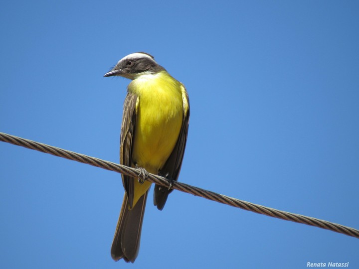 Yellow Bird - Sebito