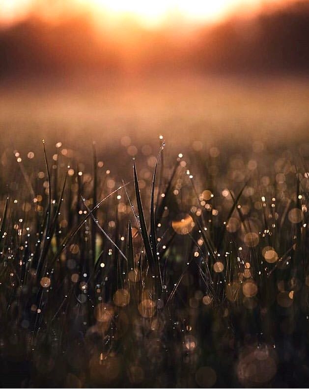 Grass