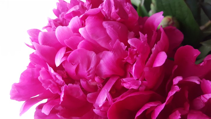 Peony