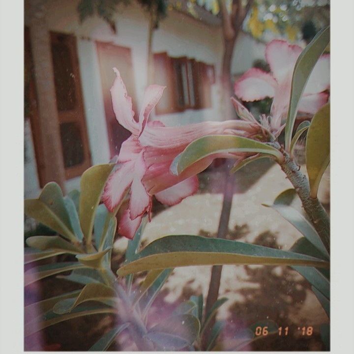 pink flower