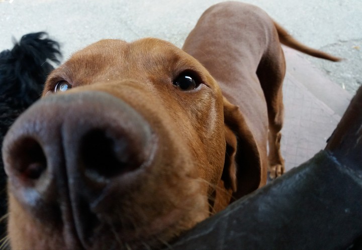 Hungarian vizslaaaaa