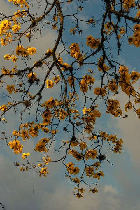 тапети Autumn, Yellow