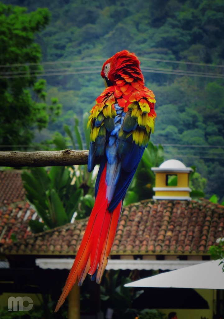 Parrot