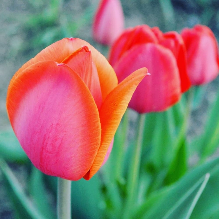 flower tulip