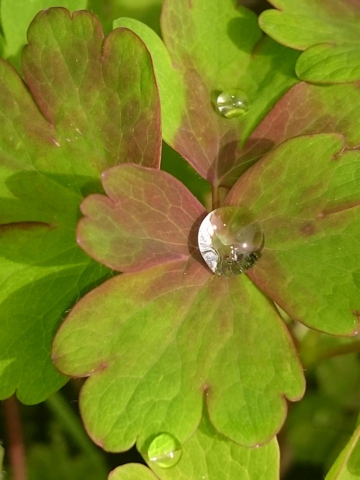 Wassertropfen