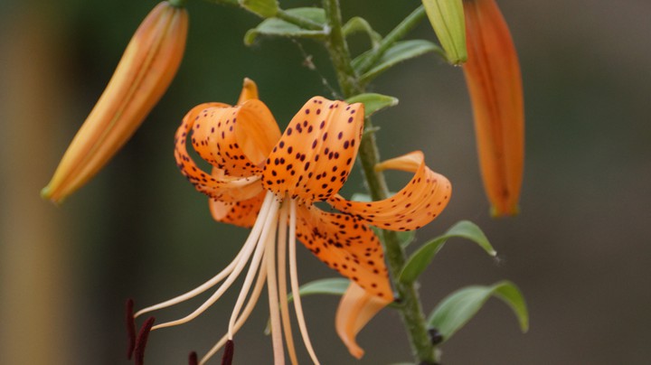lily