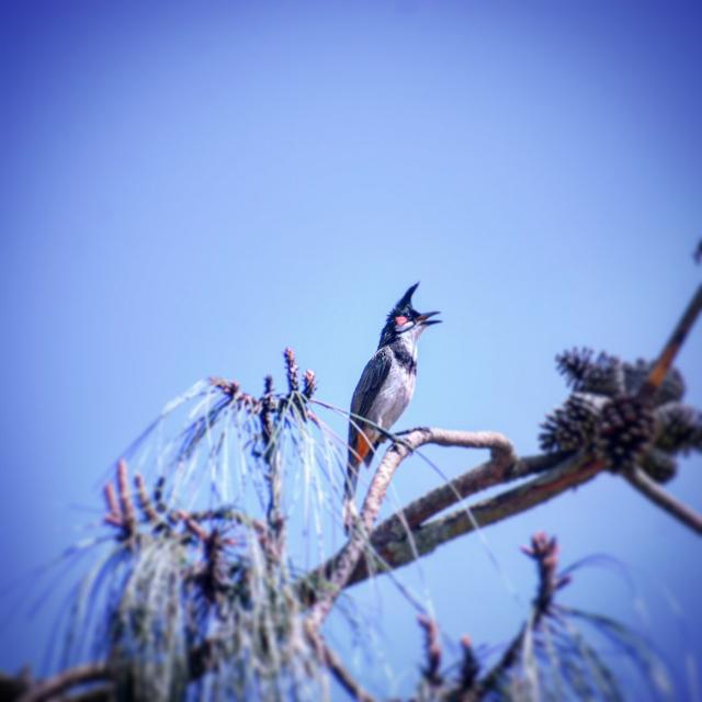 bulbil Bird ?