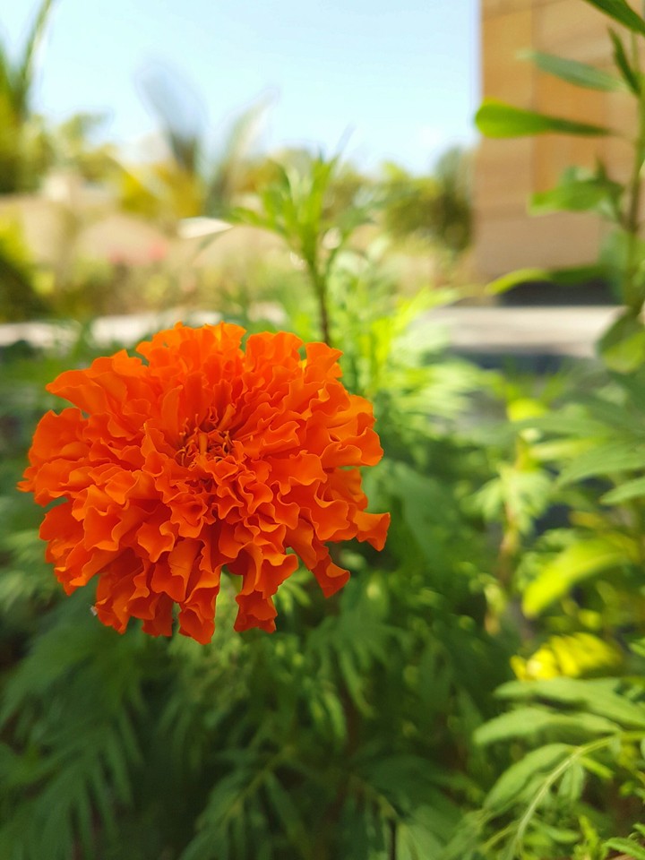 sanket photography