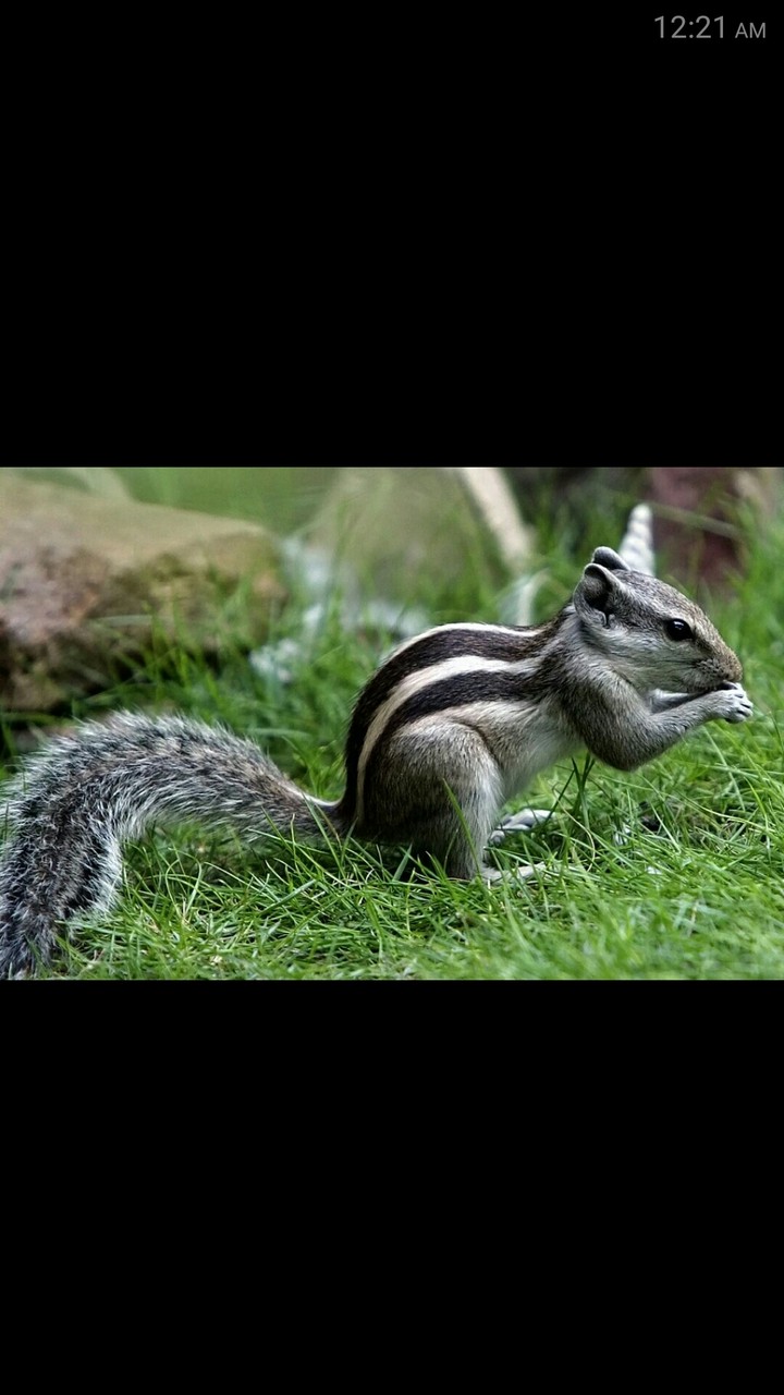 squirrel