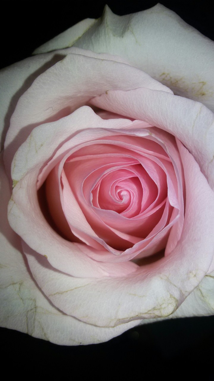 rose
