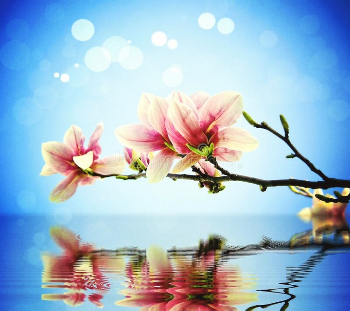Fiori sull'acqua...