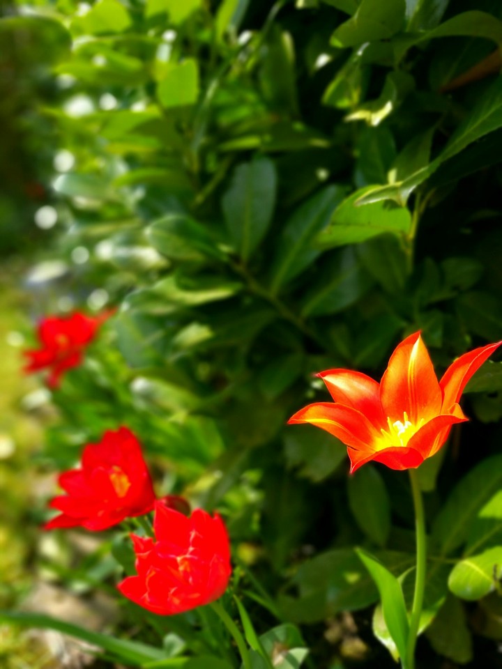 Flowers in spring