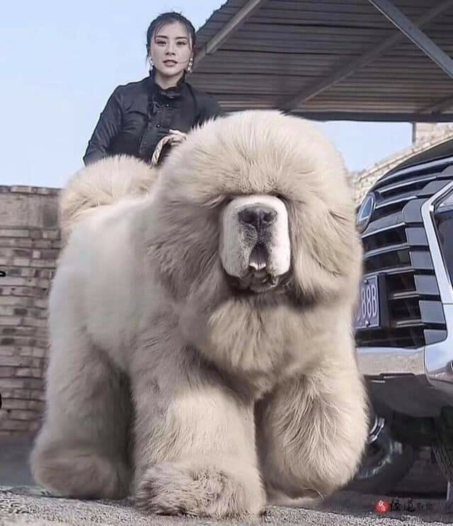 tibetano??