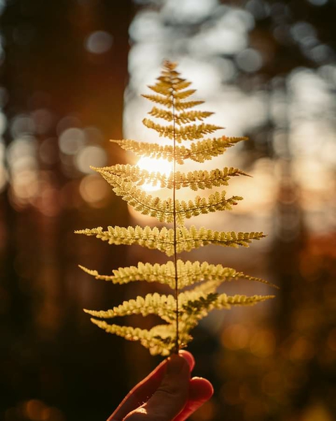 fern, plant wallpapers