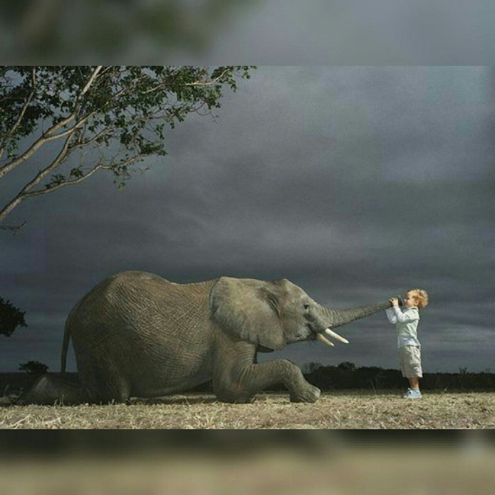 elephants