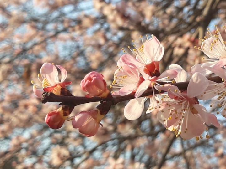 apricot blossom