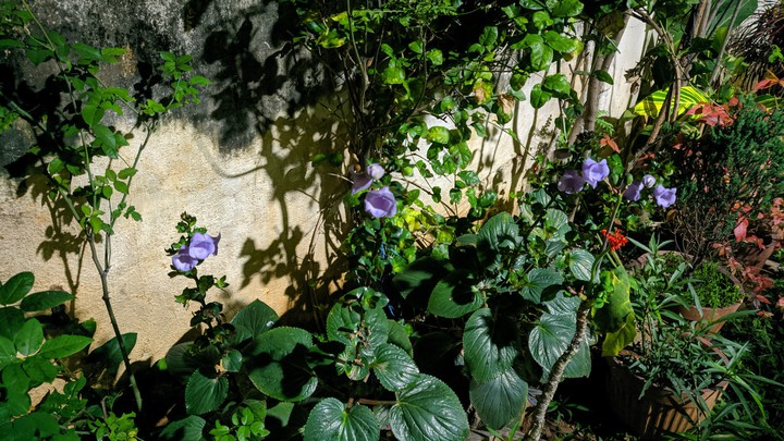 ornamental garden