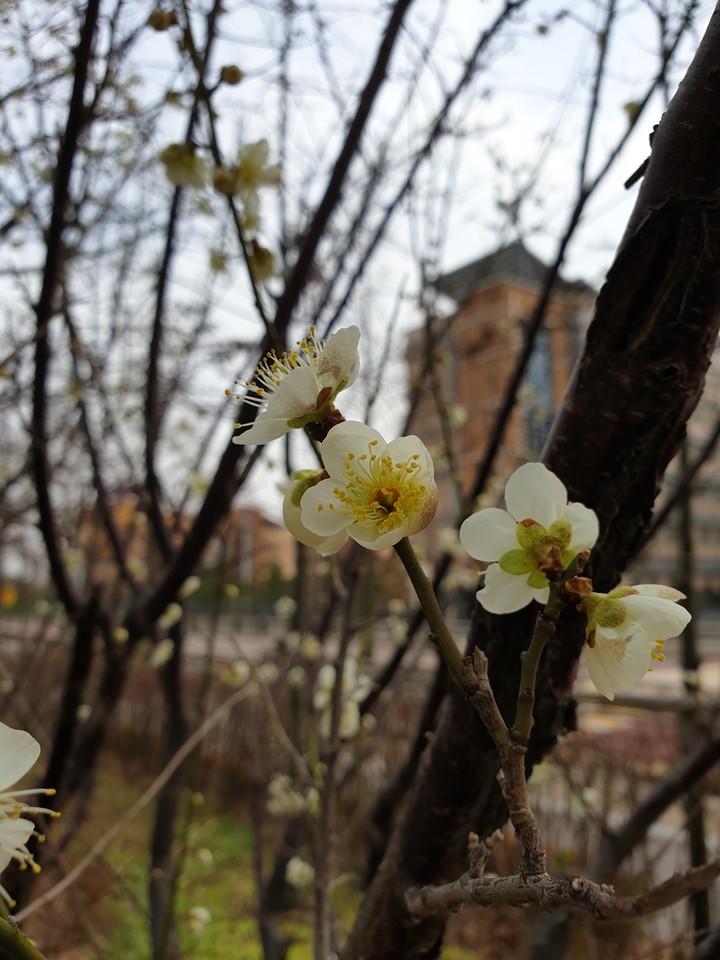 flowers