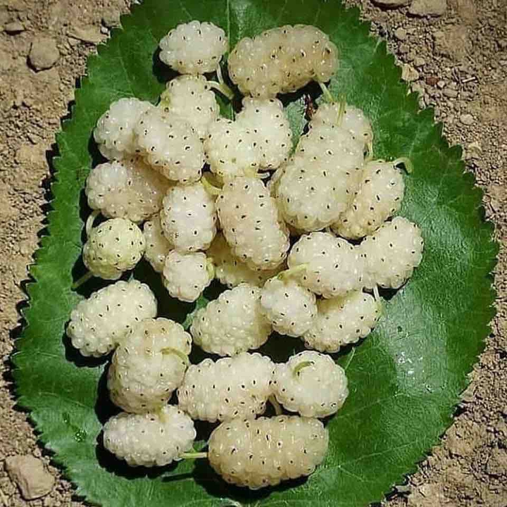 muhmjawad