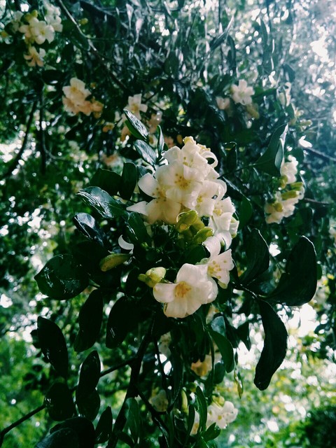 spring, rose háttérképek