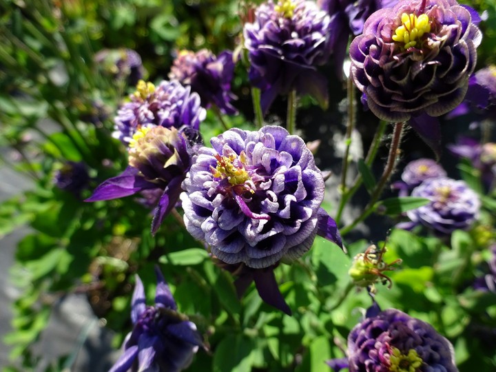 aquilegia